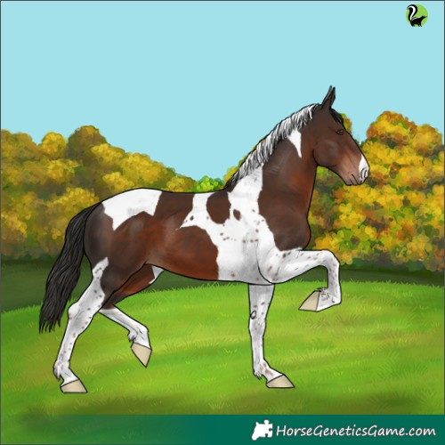 Horse Color:Liver Chestnut Tobiano 