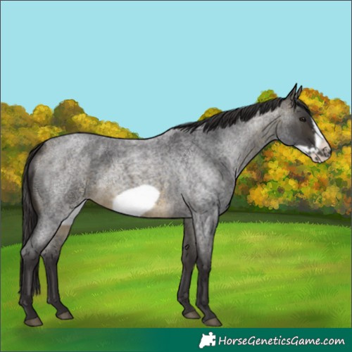 Horse Color:Buckskin Roan Sabino Frame 