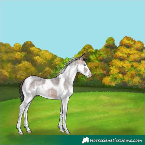 Horse Color:Bay Roan Splash Tobiano