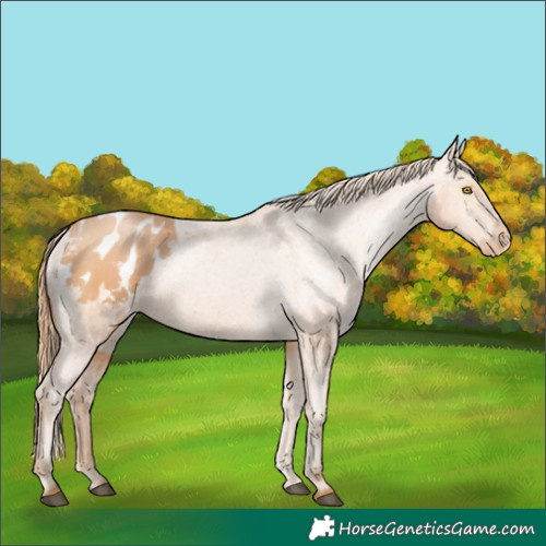 Horse Color:Bay Pearl Appaloosa