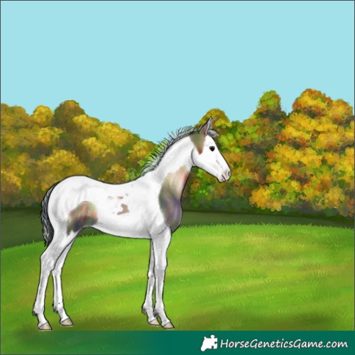 Horse Color:Nacre Bay Onyx Splash Tobiano 