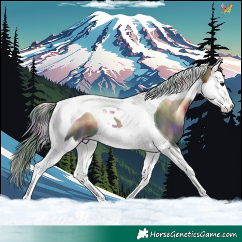 Horse Color:Nacre Bay Onyx Splash Tobiano