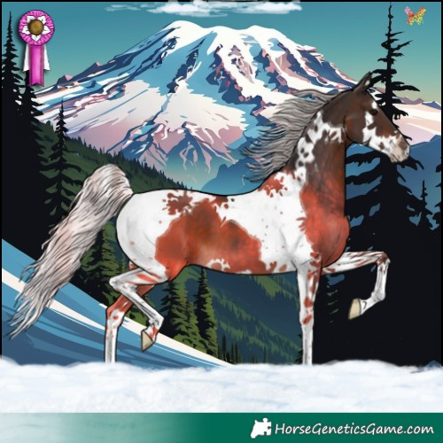 Horse Color:Silver Brown Splash Tobiano 