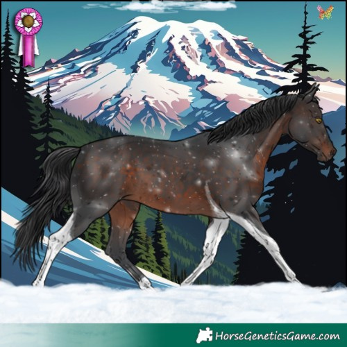 Horse Color:Brown Tobiano 