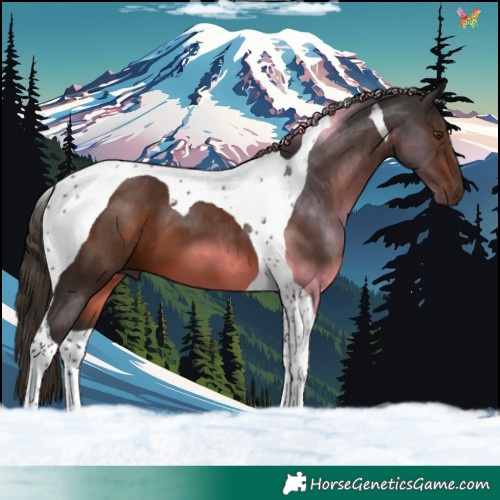 Horse Color:Liver Chestnut Tobiano 