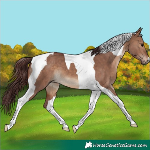 Horse Color:Chocolate Brown Dun Tobiano 