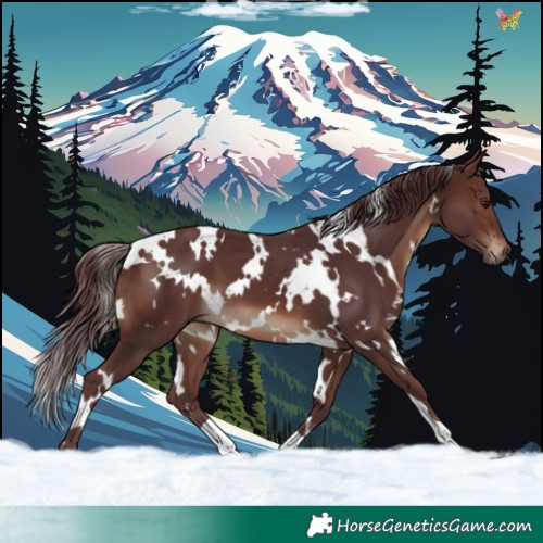 Horse Color:White Spotted Chocolate Brown 