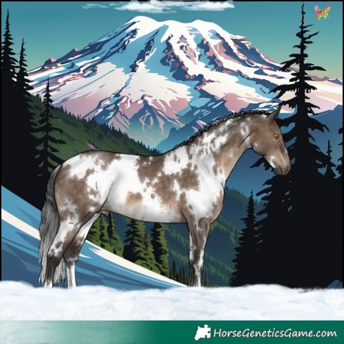 Horse Color:White Spotted Brown Dun 