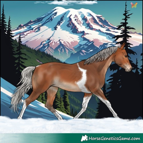 Horse Color:Silver Bay Tobiano 