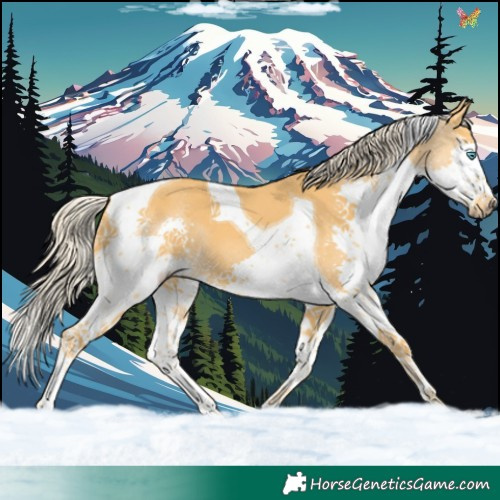 Horse Color:Palomino Splash Tobiano 