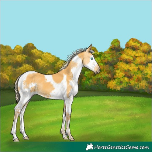 Horse Color:Palomino Splash Tobiano 