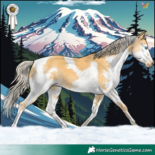 Horse Color:Palomino Splash Tobiano 