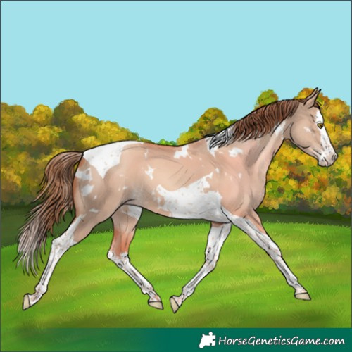 Horse Color:White Spotted Gold Champagne Dun Splash Tobiano 