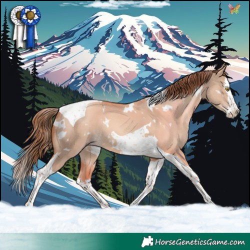 Horse Color:White Spotted Gold Champagne Dun Splash Tobiano