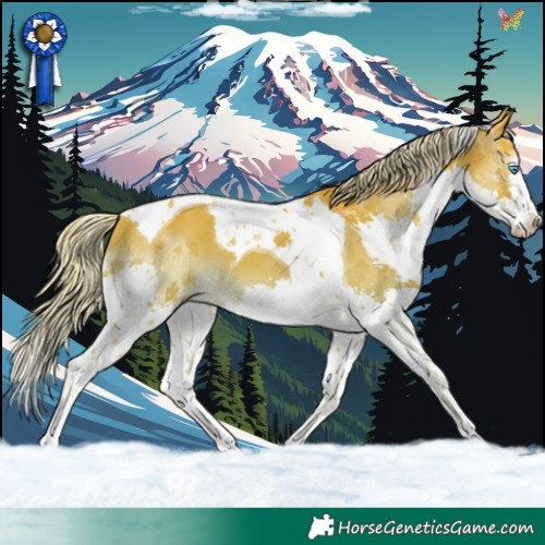 Horse Color:Palomino Splash Tobiano 