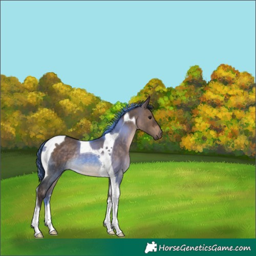 Horse Color:Brown Dun Tobiano Rabicano 