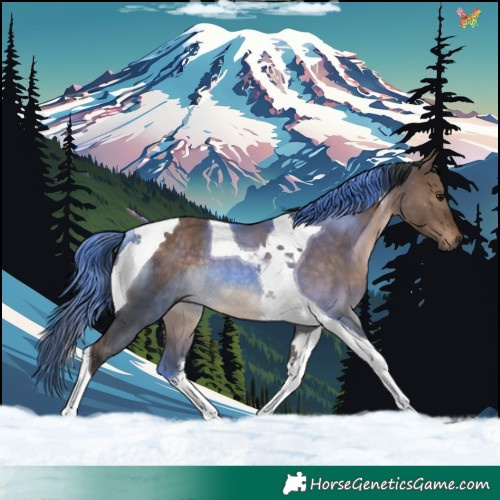 Horse Color:Brown Dun Tobiano Rabicano 