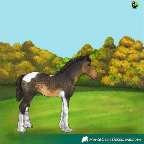 Horse Color:Buckskin Tobiano 