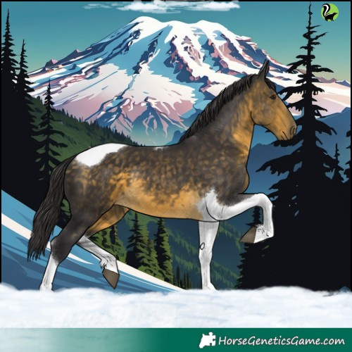 Horse Color:Buckskin Tobiano 