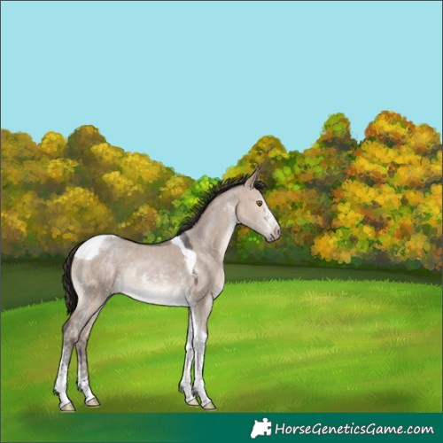 Horse Color:Brown Dun Sabino Tobiano 