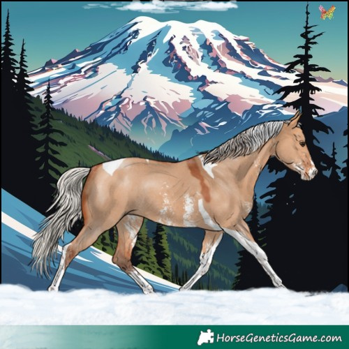 Horse Color:Silver Bay Dun Sabino Tobiano Rabicano 