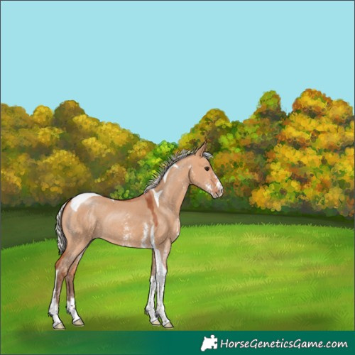 Horse Color:Silver Bay Dun Sabino Tobiano Rabicano 