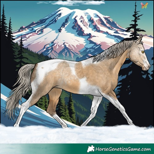 Horse Color:Chocolate Palomino Dun Tobiano 