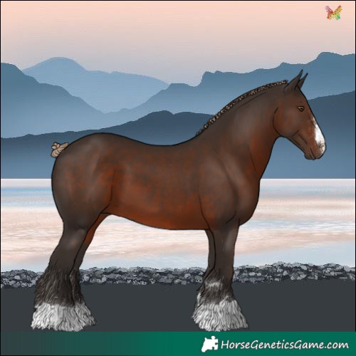 Horse Color:Liver Chestnut 