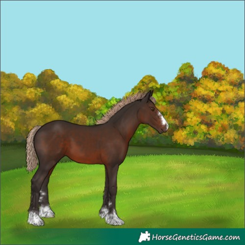 Horse Color:Liver Chestnut 