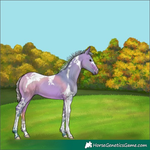 Horse Color:Watercolor Silver Bay Dun Tobiano