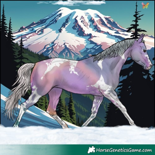 Horse Color:Watercolor Silver Bay Dun Tobiano 