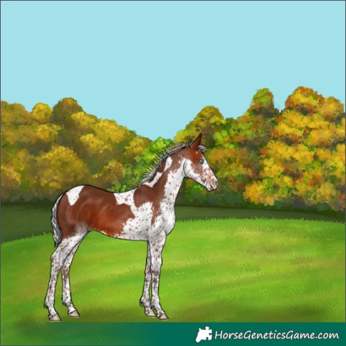 Horse Color:Silver Brown Splash Tobiano