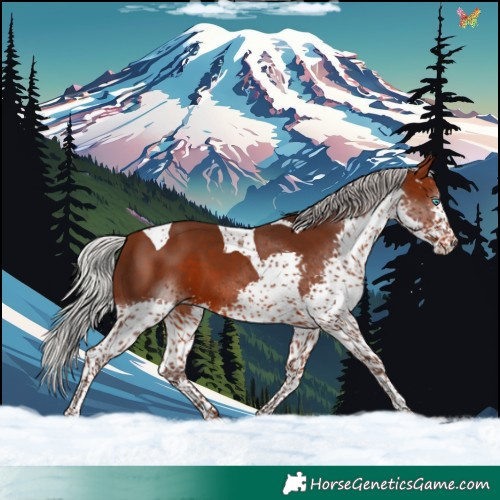 Horse Color:Silver Brown Splash Tobiano 