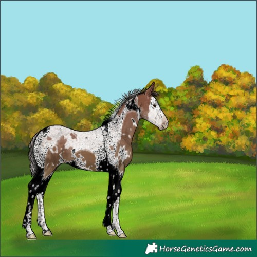 Horse Color:White Spotted Liver Red Dun Splash Tobiano 