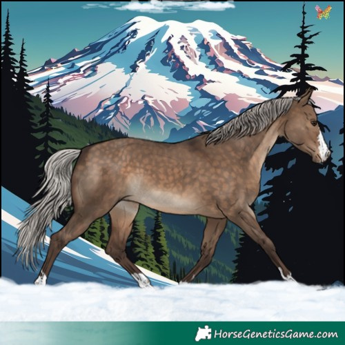 Horse Color:Silver Brown Dun 