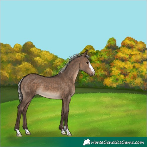 Horse Color:Silver Brown Dun 
