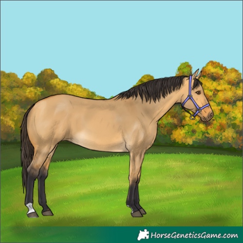 Horse Color:Buckskin Dun 