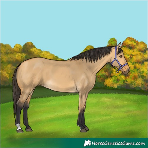 Horse Color:Buckskin Dun