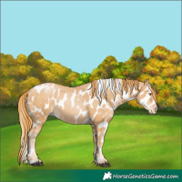 Horse Color:Chestnut Pearl Appaloosa 