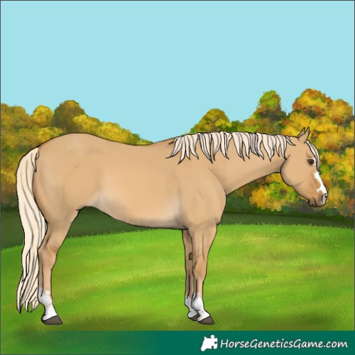 Horse Color:Palomino Dun