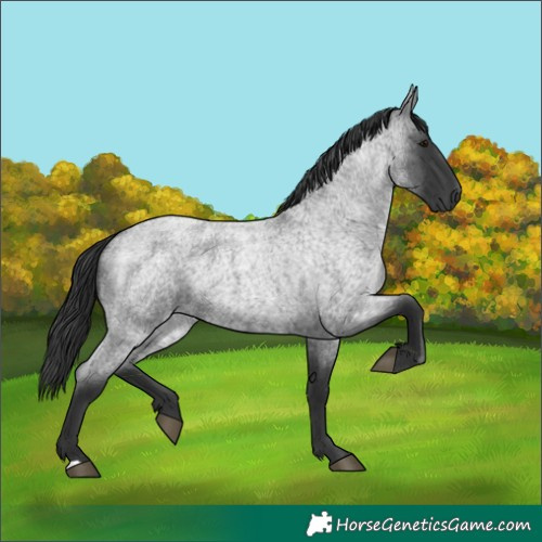 Horse Color:Blue Roan