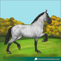 Horse Color:Blue Roan 