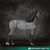 Horse Color:Blue Roan 