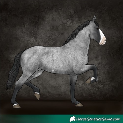 Horse Color:Blue Roan Frame