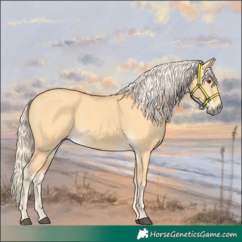 Horse Color:Palomino Dun