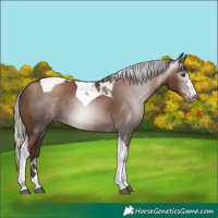 Horse Color:Gray Silver Black Pearl Tobiano
