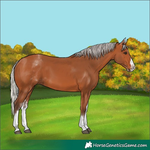 Horse Color:White Spotted Silver Bay Splash