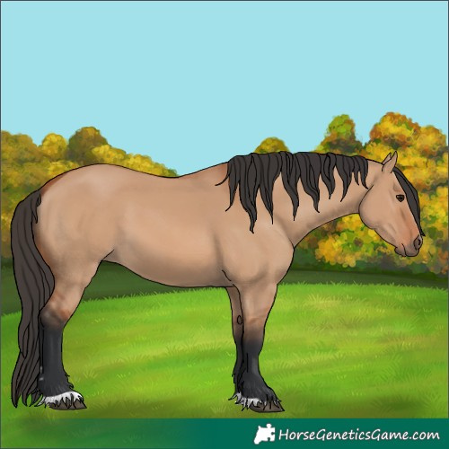 Horse Color:Bay Dun 