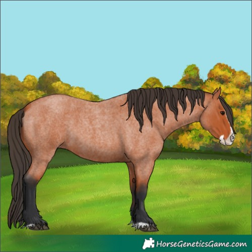 Horse Color:Bay Roan Splash 