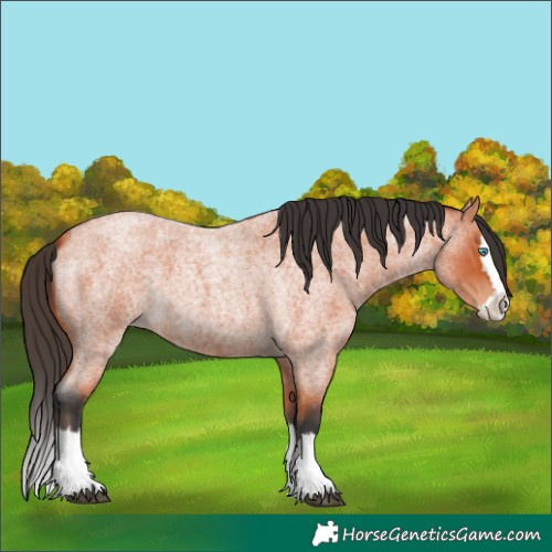 Horse Color:Bay Roan Splash 